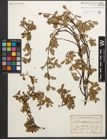 Foto von Salix retusa L.